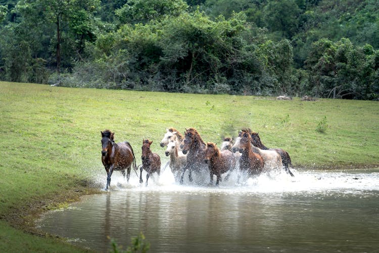 Horses Galloping In The Lake