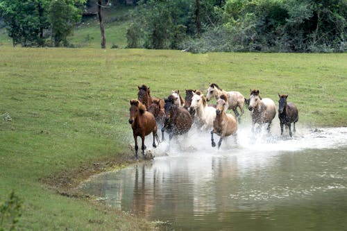 Ücretsiz alan, atlar, doğa içeren Ücretsiz stok fotoğraf Stok Fotoğraflar