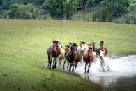 A herd of wild horses gracefully running through a grassy area and splashing through water.