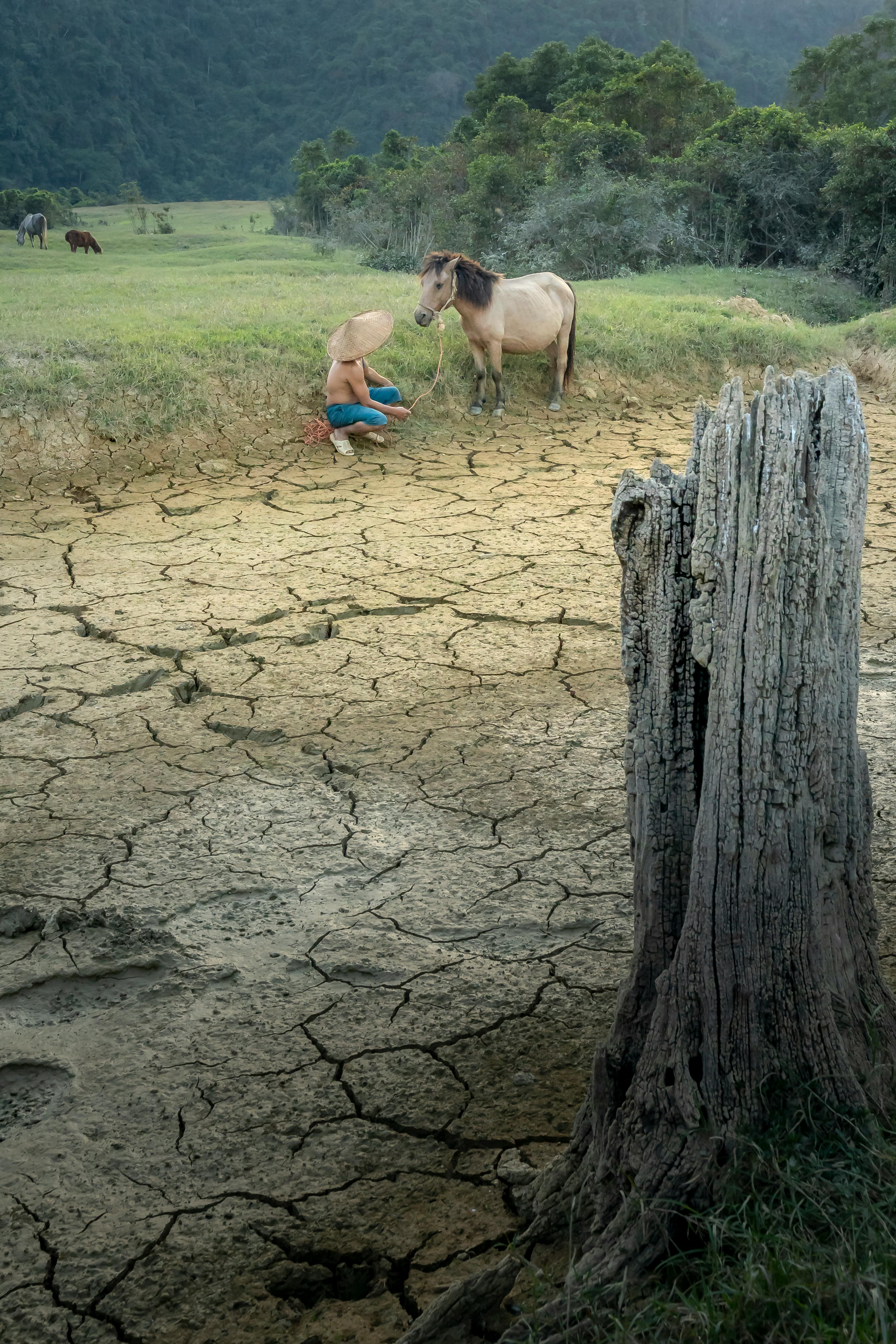 person sitting with horse