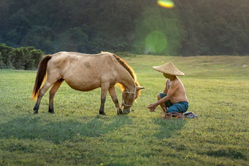 Imagine de stoc gratuită din cal, câmp, fermă