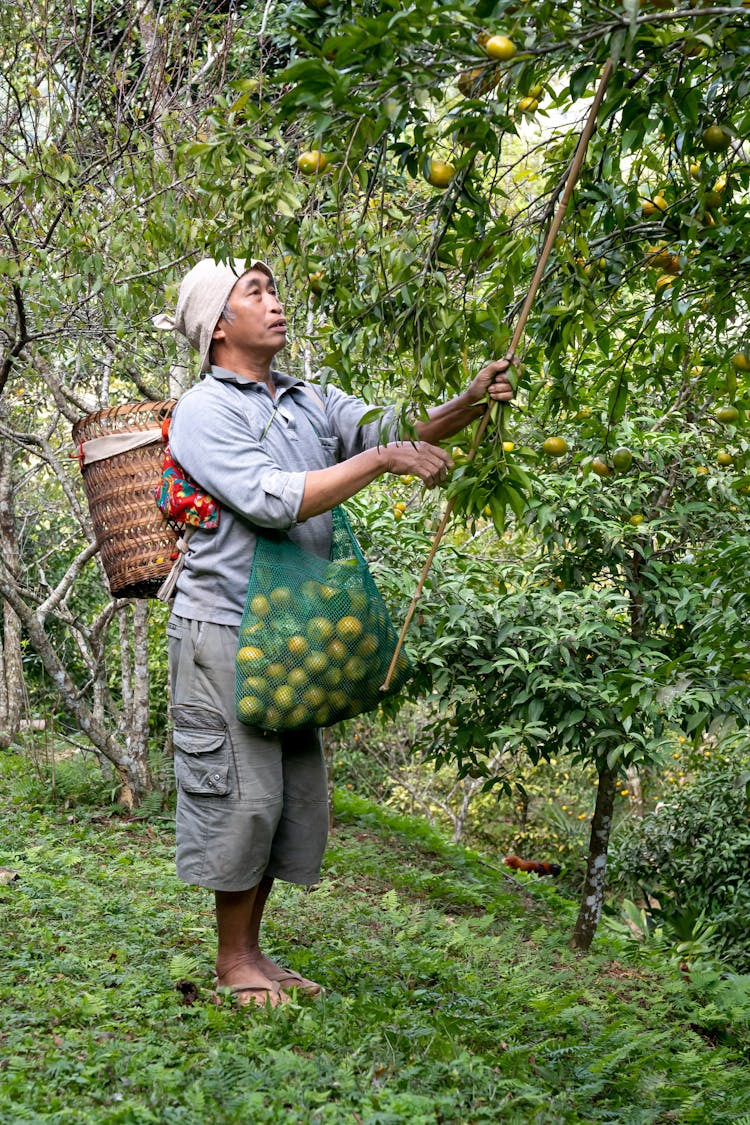 Photo Of A Man Harvesting Fruits