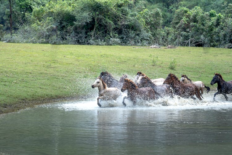 Herd Of Horses Running In Water