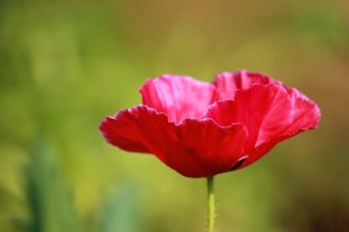 бесплатная Красный цветок с лепестками Стоковое фото