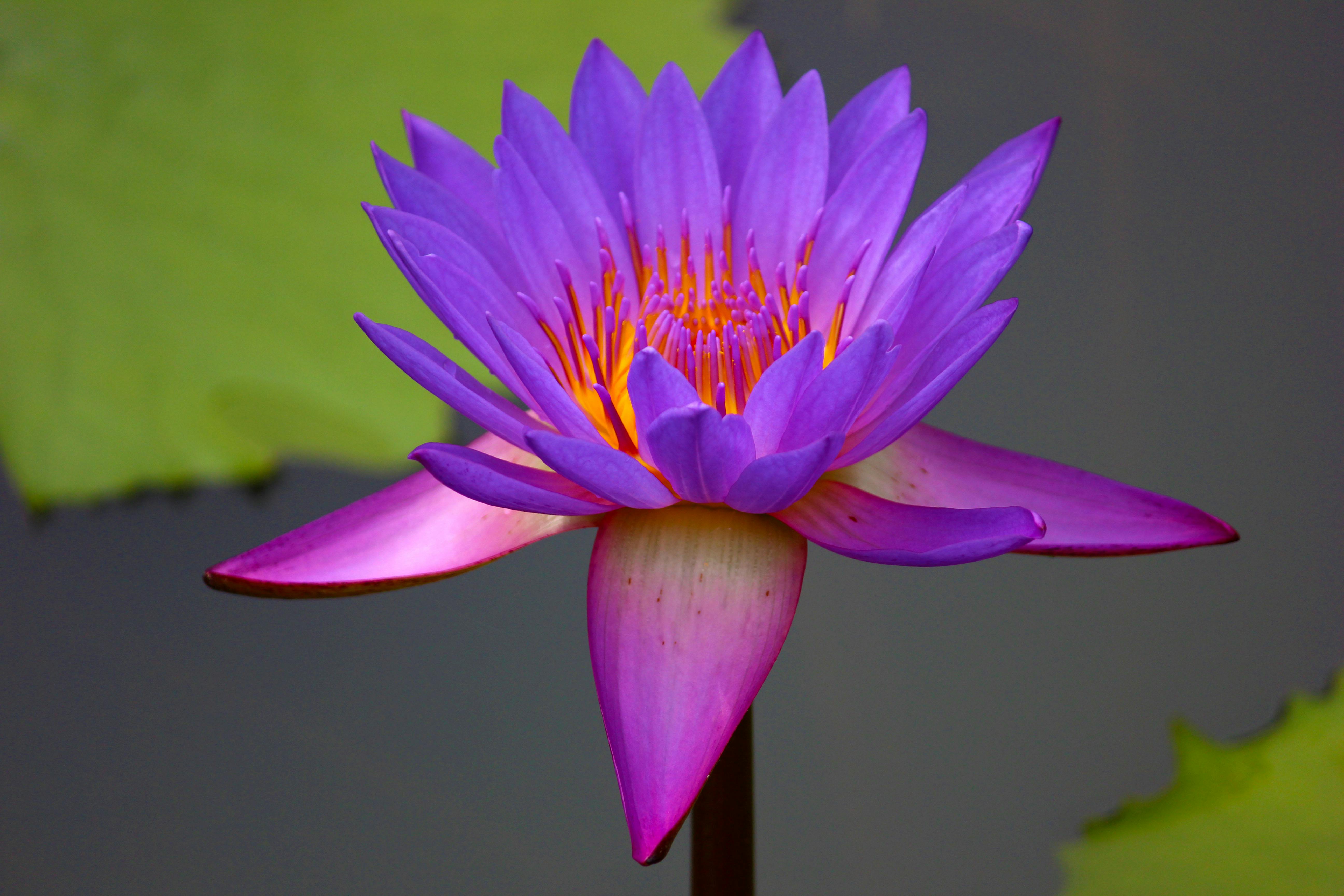 平静水面上盛开的紫色水莲，充满活力的特写令人惊叹