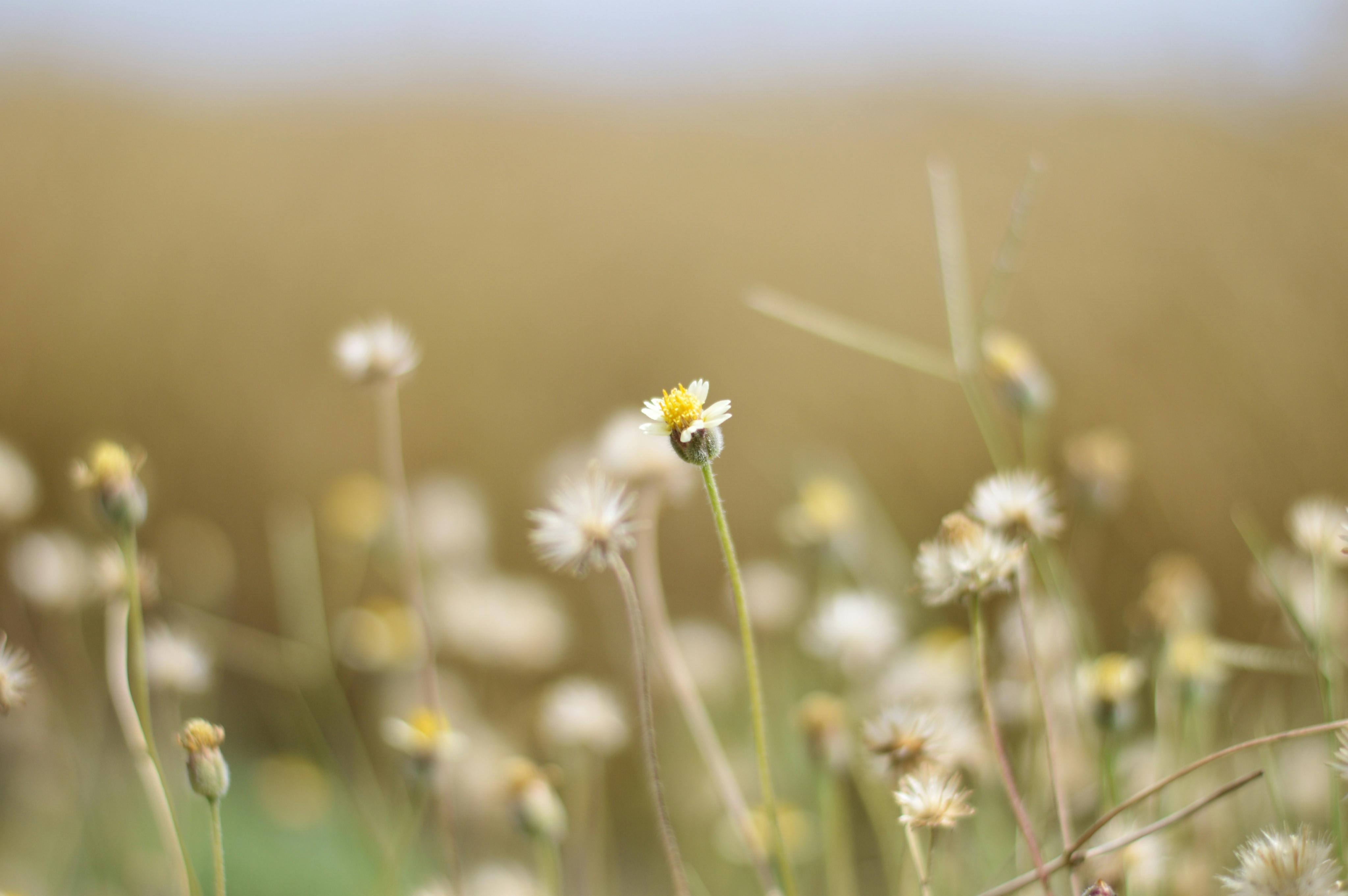 1000 Amazing Flowers Field Photos Pexels Free Stock Photos