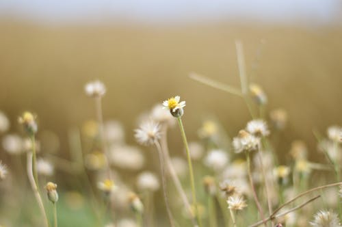 White Flowers Field