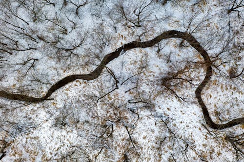 Bare Trees on Snow Covered Ground Along a Narrow Road