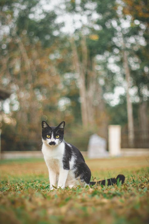 Photograph of a Tuxedo Cat on the Grass