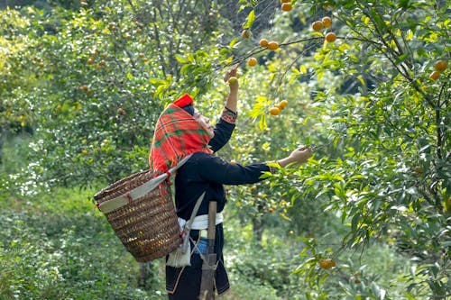 Fotos de stock gratuitas de árbol frutal, asiática, bandana