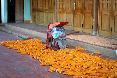 Free Corn Cobs Scattered on the Sidewalk  Stock Photo