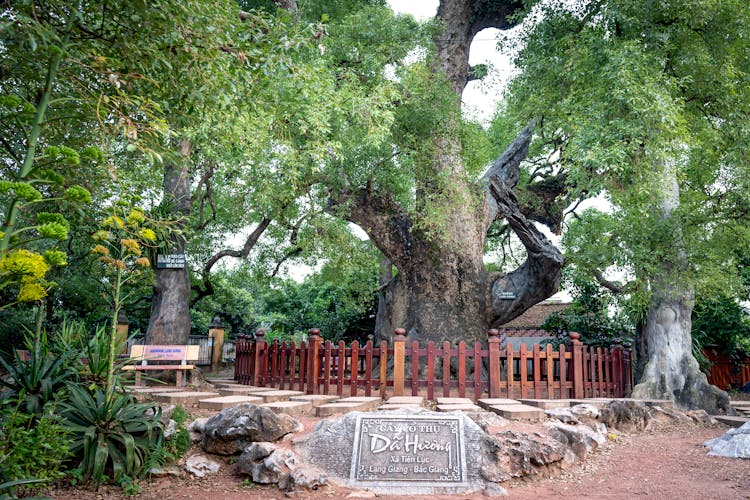 Old Trees Growing In Park