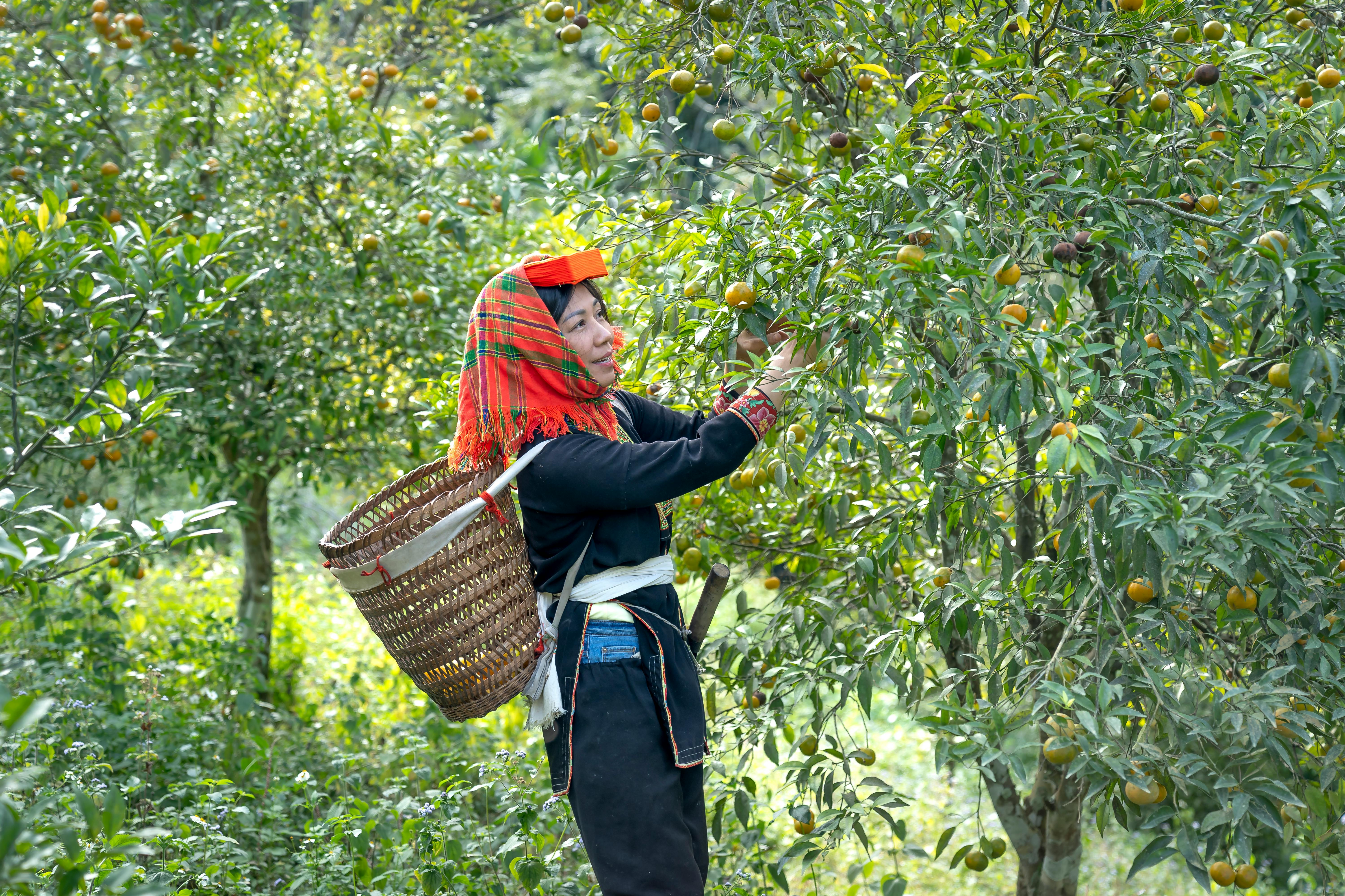 A woman in traditional attire picking oranges in a vibrant orchard.