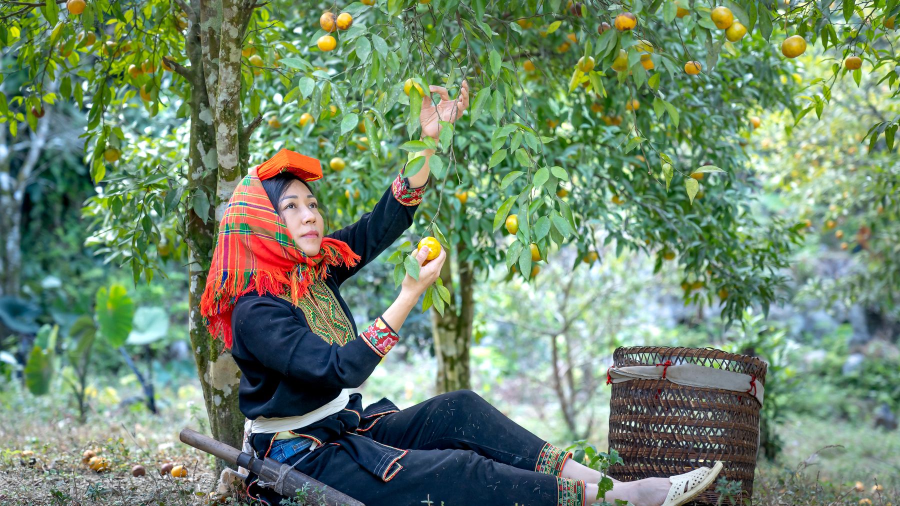 Woman in traditional attire picking fruits in an orchard.