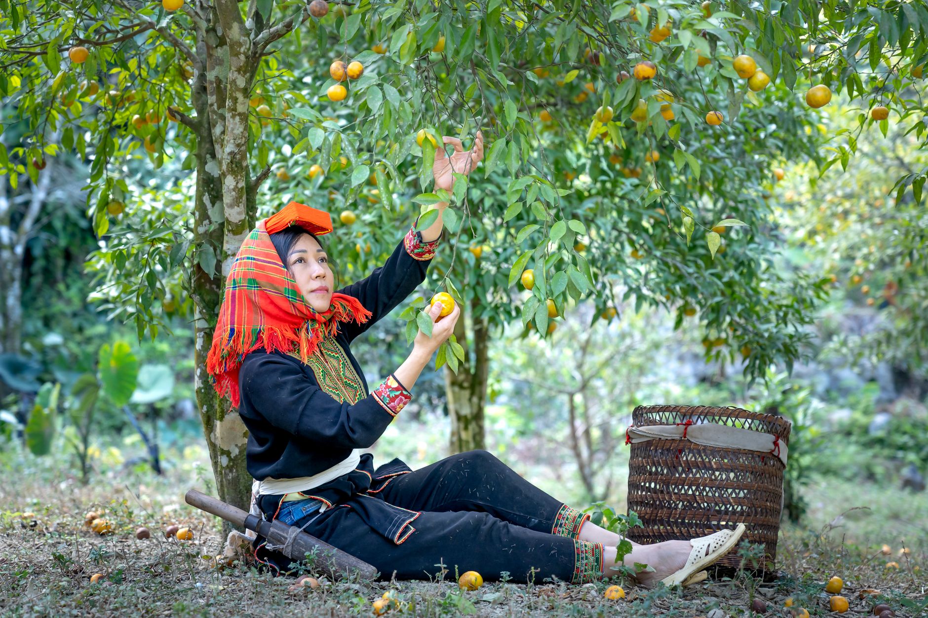 Woman in traditional attire picking fruits in an orchard.