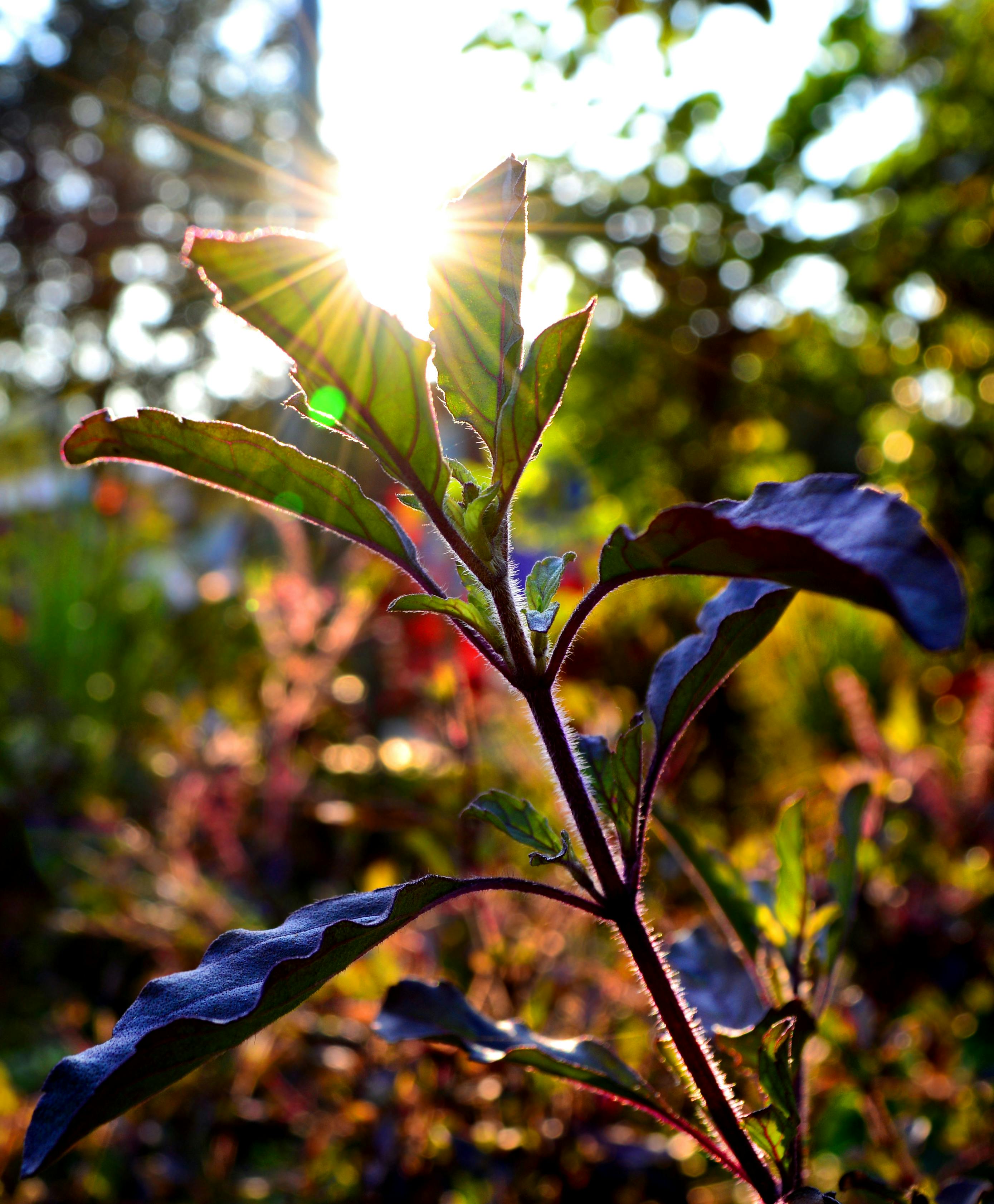 Free stock photo of basil, evening sun, natural
