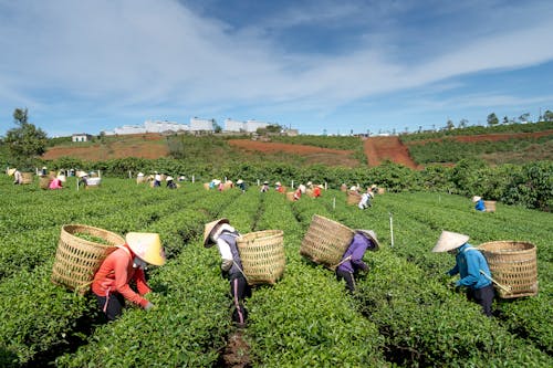 People Working in a Field Harvesting Crops