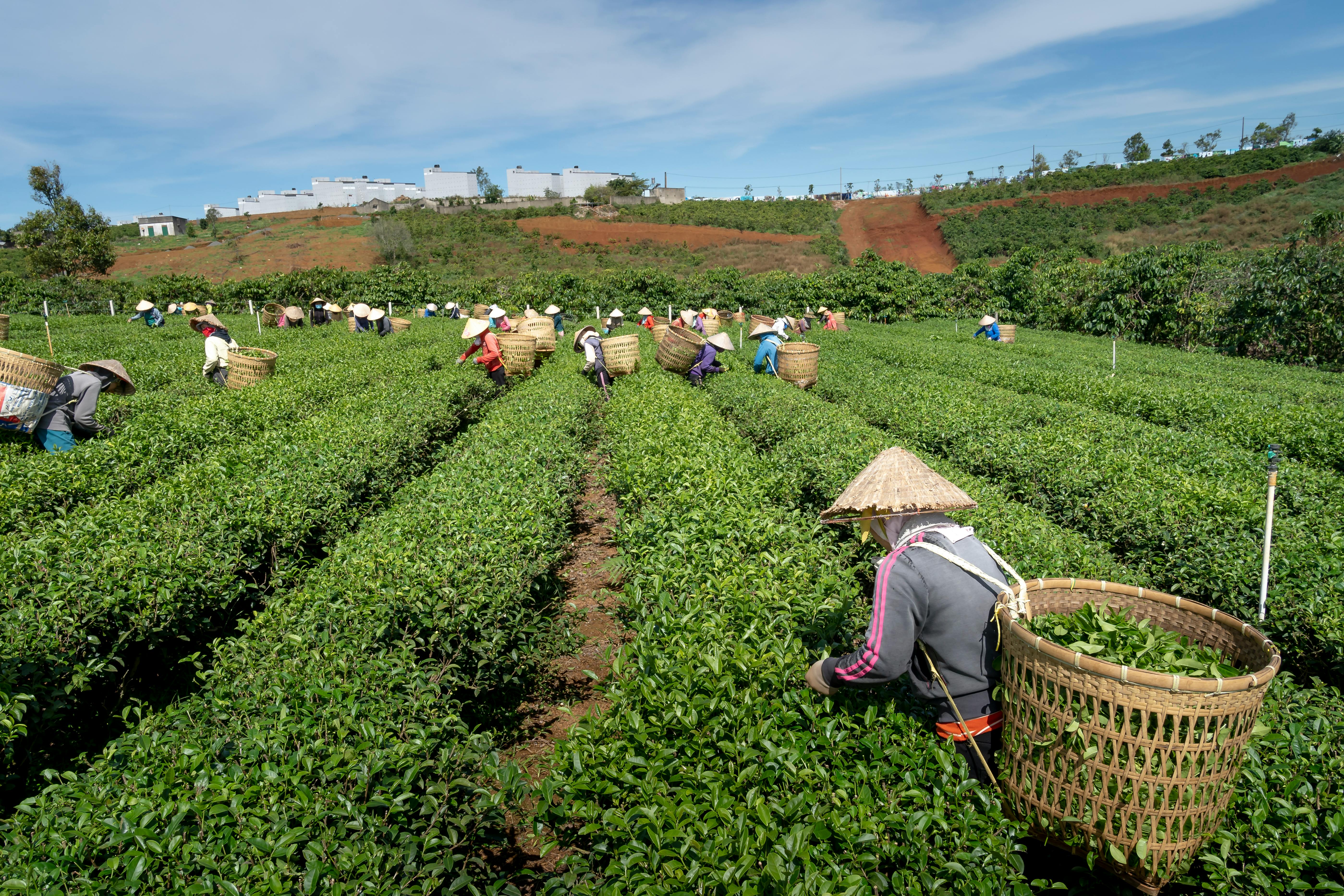 Mechanisms and Evidence for Green Tea's Metabolic Effects