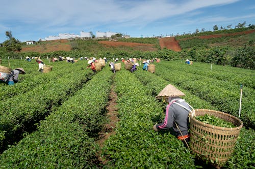 A People Harvesting the Green Tea