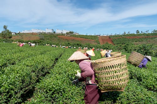 Farmers Harvesting Tea Leaves