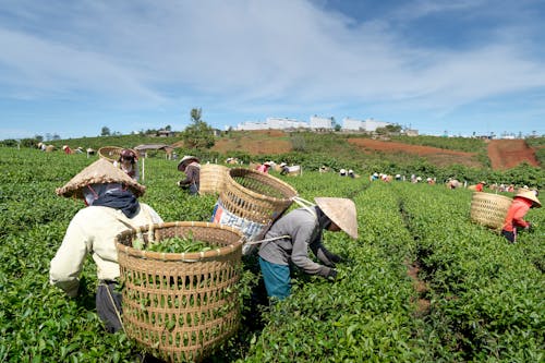 Free Photograph of People Harvesting in a Farm Stock Photo