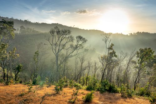 Free A peaceful scene of sunrise casting light over a misty mountain forest with lush greenery. Stock Photo
