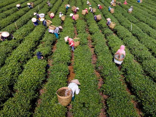 Immagine gratuita di agricoltori, agricoltura, asia