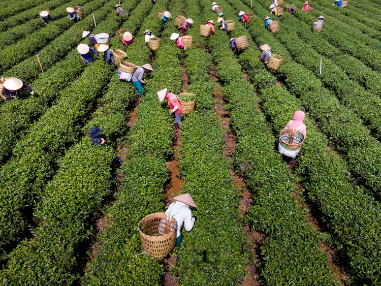 Aerial View Of Farmers Picking Tea Leaves On The Plantation In Vietnam 