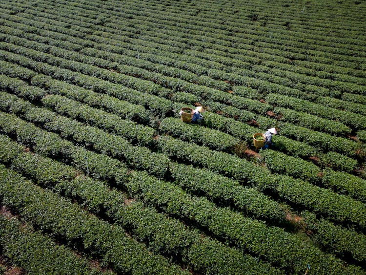 Aerial View Of Woman Picking Tea On A Tea Plant