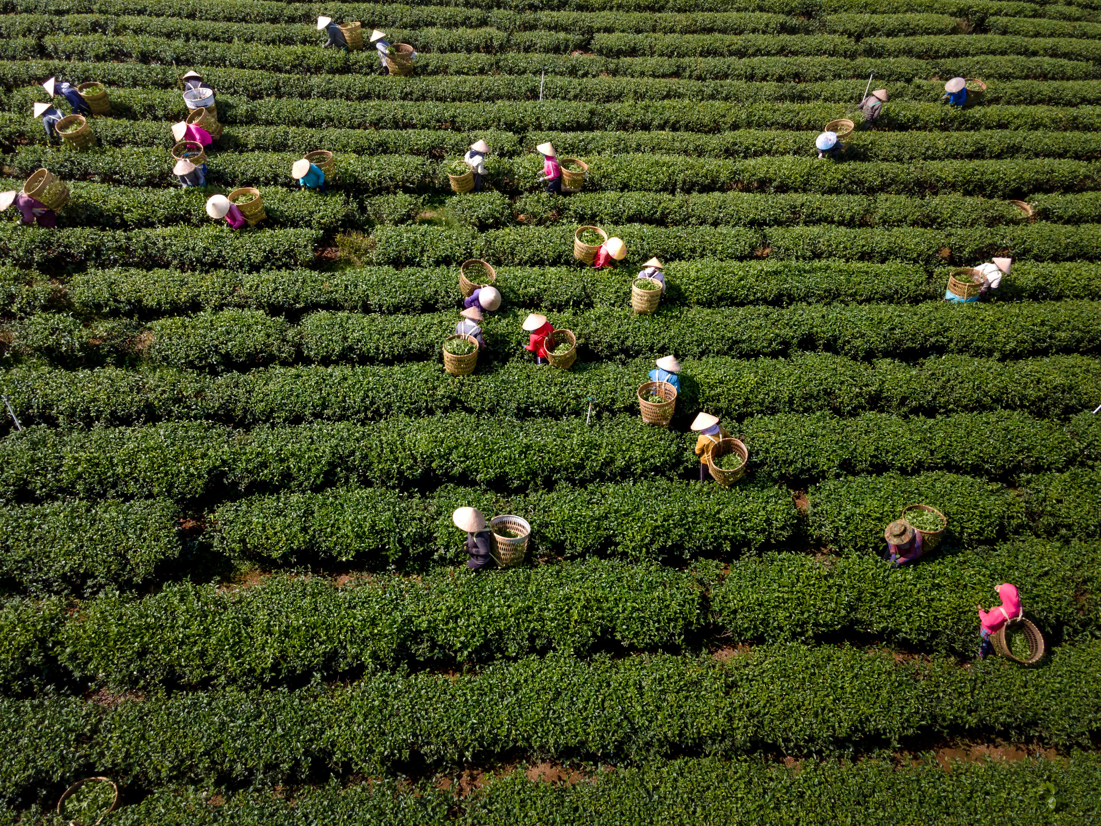 Farmers in the Crop Field