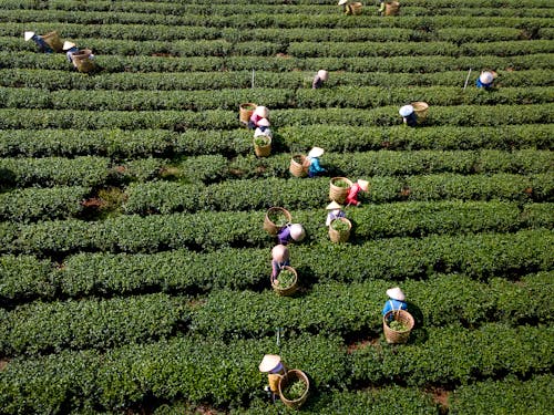 Foto profissional grátis de agricultor, agricultura, área