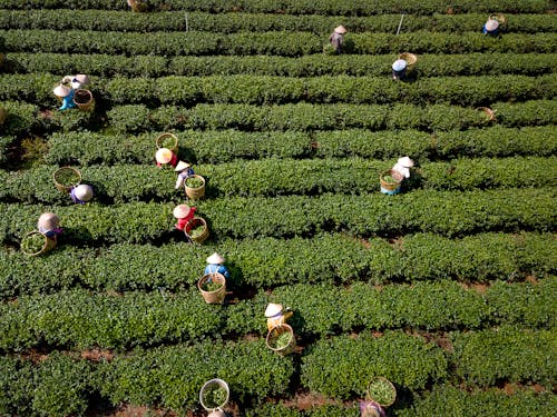 A People Harvesting the Green Tea