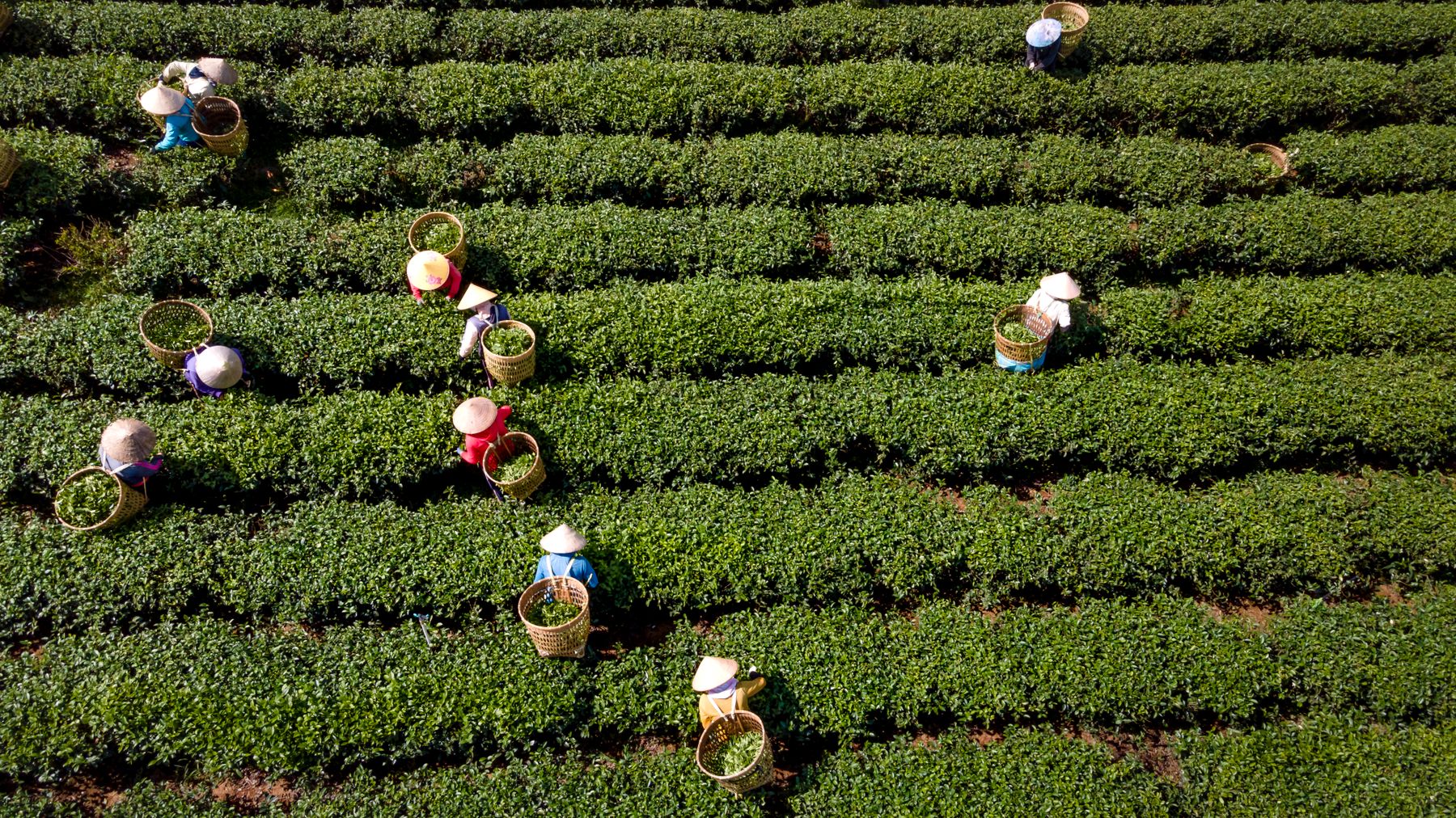 Aerial shot of farmers in conical hats working in lush green tea plantation fields.
