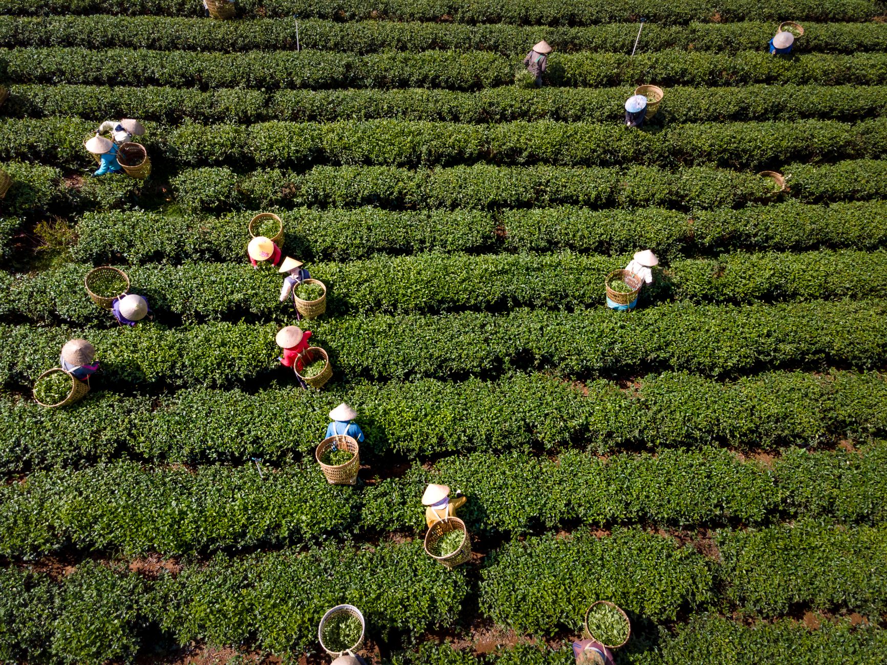 Aerial shot of farmers in conical hats working in lush green tea plantation fields.
