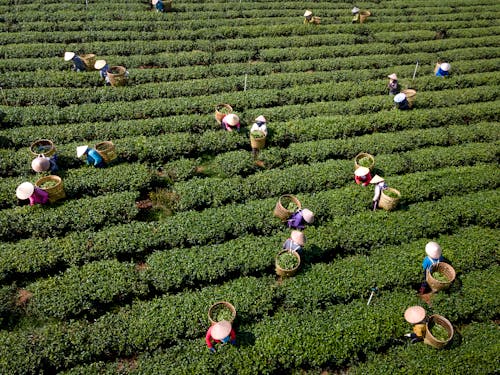 People Working on the Field