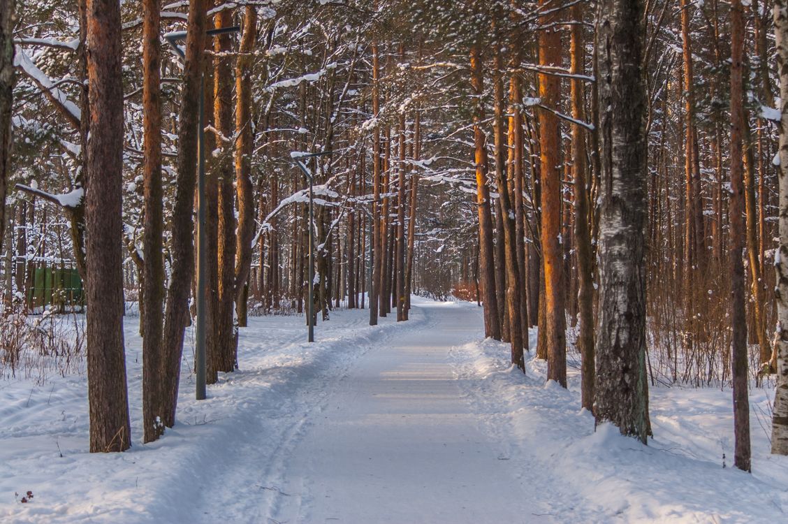Photo of a Snow Covered Road Between Trees · Free Stock Photo