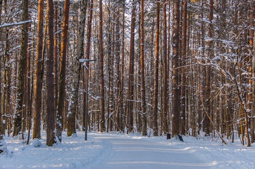 Foto profissional grátis de árvores, caminho, com frio