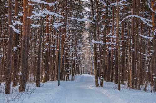 ağaçlar, hava, kar içeren Ücretsiz stok fotoğraf
