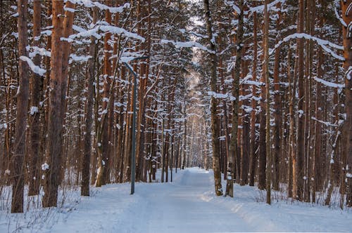 Kostnadsfri bild av kall, säsong, snö