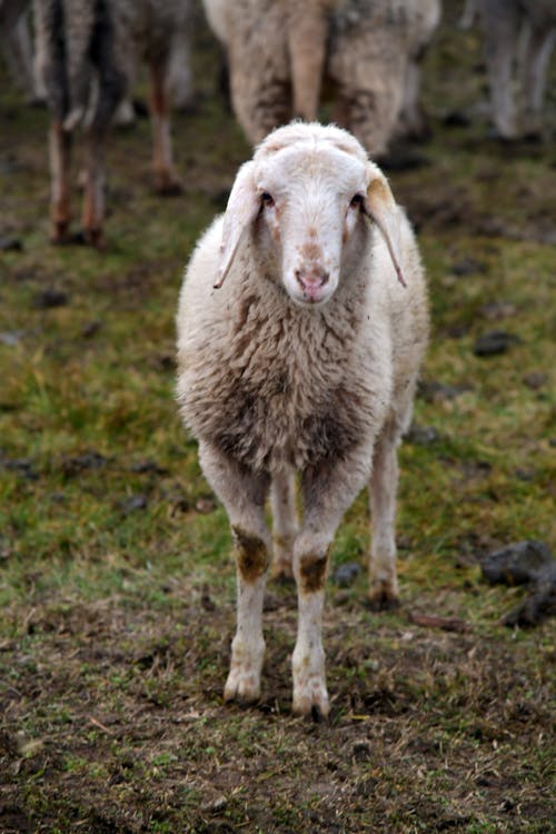 Free White Sheep on Green Grass Stock Photo