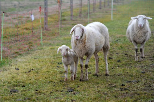 Photo of a White Sheep Beside a Lamb
