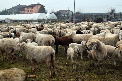 Foto stok gratis bayi domba, bidang, binatang