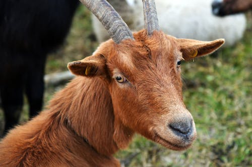 Brown Goat on Green Grass