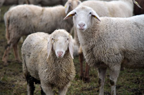 Flock of Sheep on Green Grass