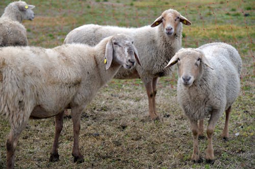Безкоштовне стокове фото на тему «вівці, вовна, вушні бирки»