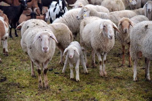 Free A diverse flock of sheep graze on a farm in Rizza, Veneto, Italy, showcasing livestock diversity. Stock Photo