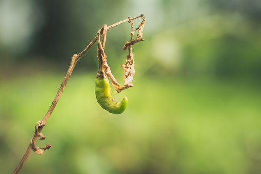 A green chili hanging from a dried plant stem in a garden setting, symbolizing autumn.
