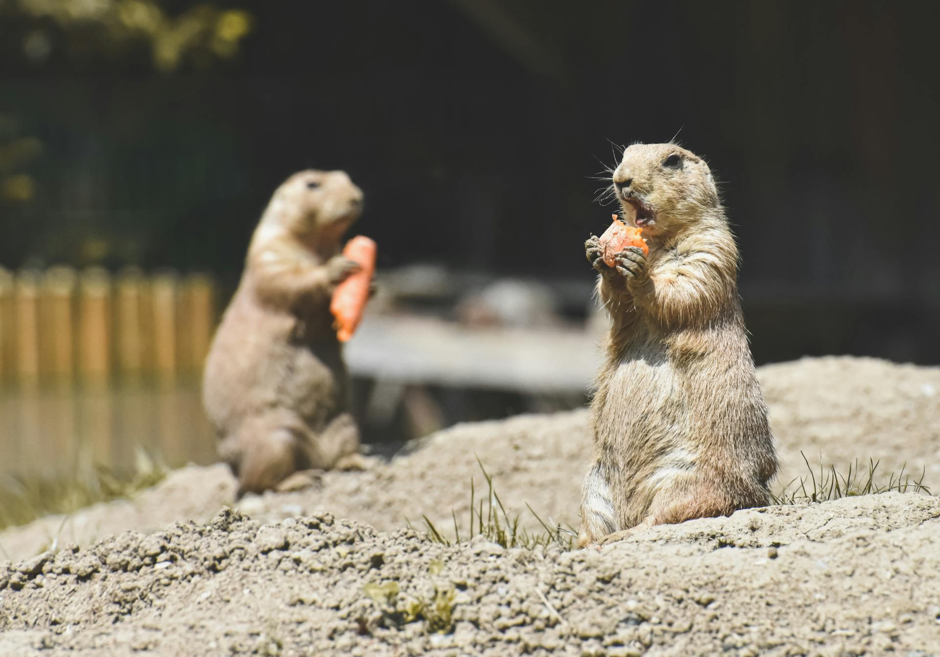 Close-up of Prairie Dogs Eating Carrots