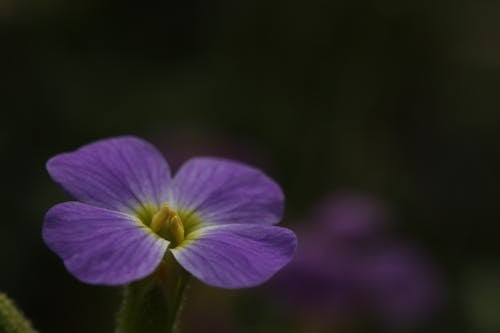 Close-Up Shot of Blooming Virginia Stock