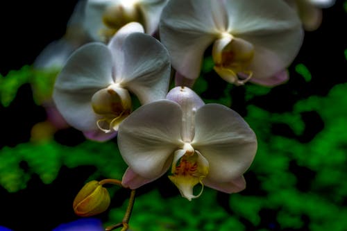 Free stock photo of beautiful flowers, gardens, orchids Stock Photo